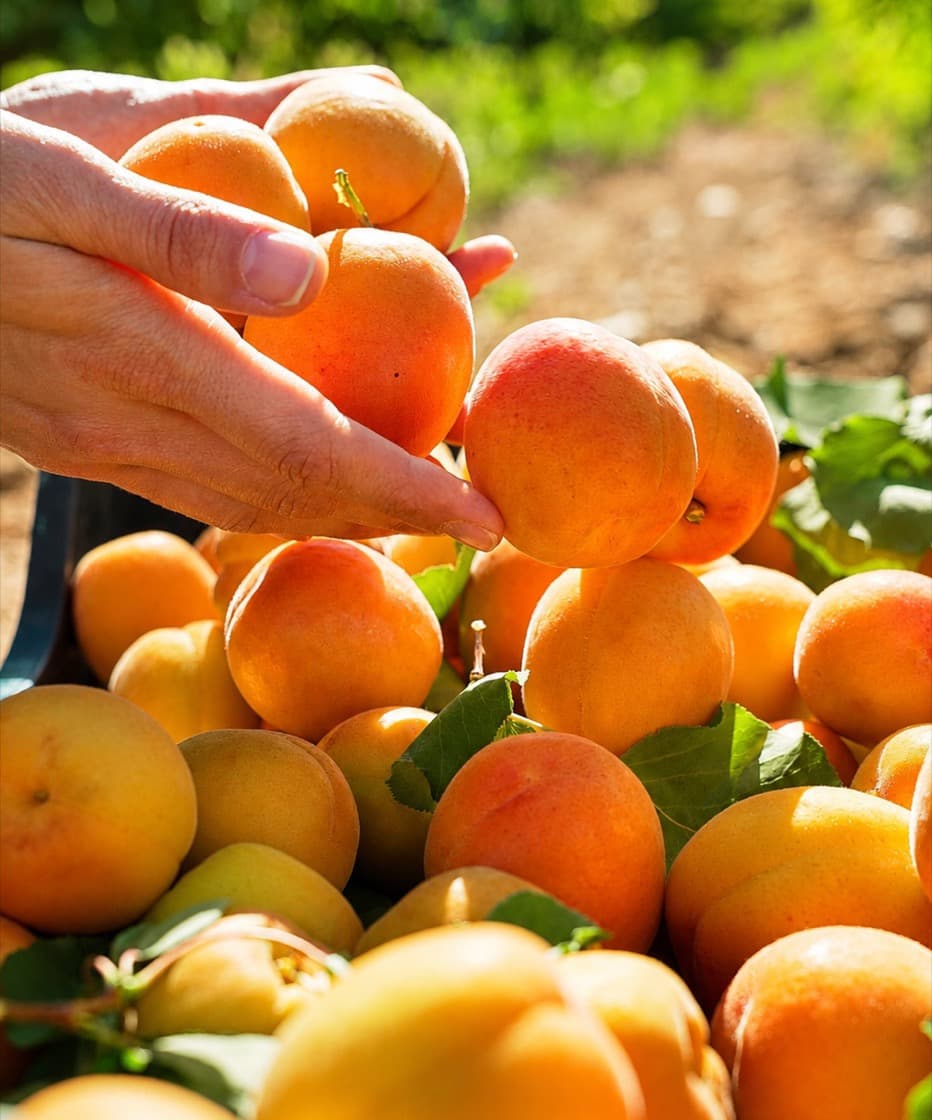 Okka Fruit — fresh apricot harvest