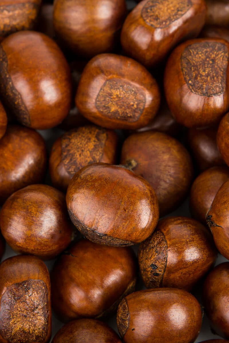 Chestnut